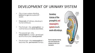 Development of urinary system (12.05 to 46 minutes)