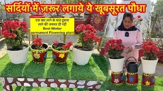 सर्दियों में इस permanent flowering plant से हो जाएँगे ढेरों पौधे इसके फूल महीने भर खिले रहते है
