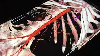 Branches of common hepatic artery (week 6)