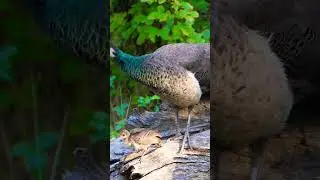 Baby Peacock Trying to Fly  #shorts #relaxing #relaxingmusic #peace