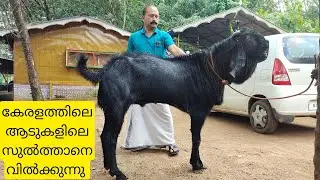 കേരളത്തിലെ ഏറ്റവും വലിയ ആടിനെ തൂക്കി വിൽക്കുന്നു|Biggest Goat in Kerala|Goat farming|goat sale