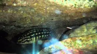 Julidochromis marlieri reproduction