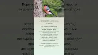 Польза пастернака 🤗🥕🌿