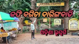 Coffee Garden, Daringbadi,kandhamal, Odisha
