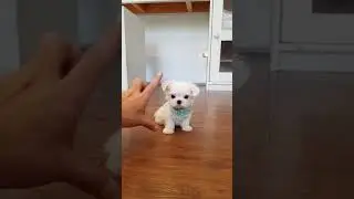 The smallest maltese in the world big eyes mini maltese videos - Teacup puppies KimsKennelUS