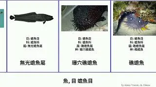 魚, 目 蟾魚目 fish 戈氏蟾魚 橫帶小孔蟾魚 豹蟾魚屬 Haugen 擬蟾魚 珊穴礁蟾魚 光蟾魚屬 吉氏蟾魚 格氏光蟾魚 奇蟾魚屬 Chris 小孔蟾魚屬 蟾魚科 紅海鬚蟾魚 道氏兇蟾魚