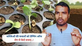 How To Protect Vegetable Crops From Damping off Disease..!