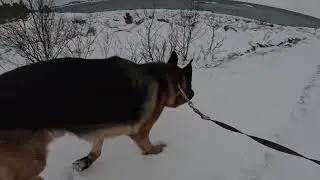 German shepherd on walk. Eros p&aring; tur.10.01.2026. welcome to winter land. -2 degrees