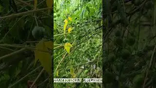 #4krain #rainshorts #ultrahd #samsunggalaxys22ultra #chennainews #bluepixnews #rainsounds #rain