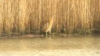 bittern flying off