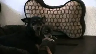 D Pet Hotels on Canal+