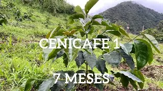 Cenicafe 1, una variedad pol&eacute;mica/ as&iacute; puedes cultivarla 