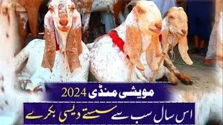 Bakra Eid 2024 | Live Soda In Cow Mandi | Cow Mandi In Karachi , Multan , Lahore - Dr Ahmed Naseer