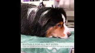 Why Towel Choice Matters for Faster Drying & Healthier Coats 🐶