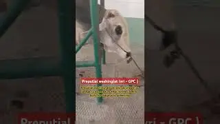 #ivri germplasm centre||Preputial Washings procedure in #bull #veterinary #practical class #vetslife