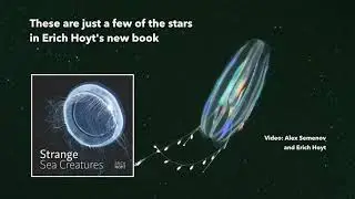 Strange Sea Creatures Erich Hoyt Firefly Books Trailer 2