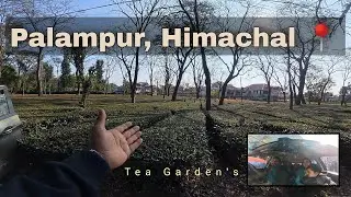 Palampur Himachal Vlog | Tea Gardens, Mountains & Peaceful Village Life 🌿⛰️ II EP 02 II#explore