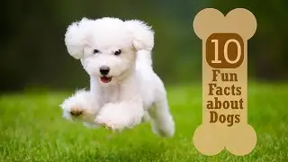 10 Fun Facts about Dogs