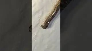 11 White-legged snake millipede, (Cylindroiulus caeruleocinctus), ,iule des jardins, ألفية الأرجل #a