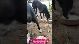 always help Street animal's 🙏#dog #trending #shortsvideo #animaldog