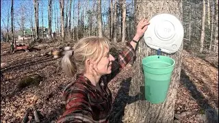 Milking trees instead of cows!!..🍁🍁🐄
