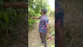 Cinnamon Tree in Ghana here