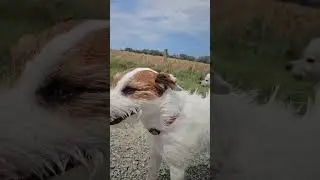 dog walk in nz north west wind. #dog #funny #walking #weather #summer