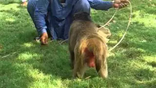 Very Funny & Smart Monkey Bandar Show In Punjabi Islamabad Pakistan