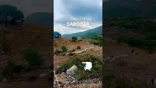 The sweetest sound of Sardinia