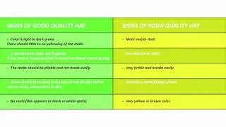 Selecting the best hay for guinea pigs