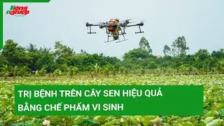 Trị bệnh tr&ecirc;n c&acirc;y sen hiệu quả bằng chế phẩm vi sinh