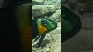 Curious Broomtail Wrasse Photobombs My Reef Dive 🐟🎥😄
