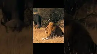 Do you know how strong the Mapogo males are? #mammals #animals #usa #funny