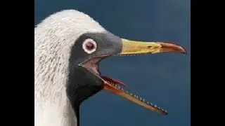 Ichthyornis