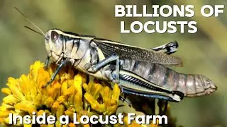 Inside a Massive Locust Farm &ndash; Farming, Feeding and Harvesting