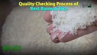 The Quality Checking Process of Best Basmati Rice in the World | Jazaa Global