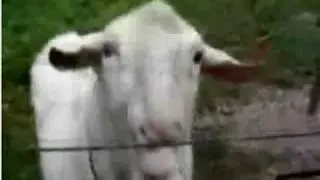 Goat Licking Electric Fence Over and Over