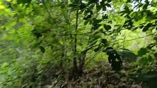 Found a wild boar's nest cave while exploring the forest