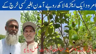 How Amrod guava the best farming in Punjab Pakistan. Low cost and highly prophets gardening method.