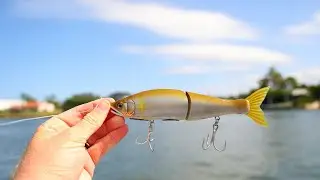 Swim Baiting Mangrove Jack - Gold Coast