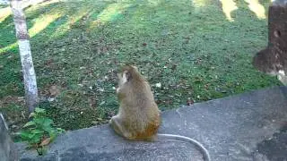 Fat-Ass Temple Monkey, Angkor Wat