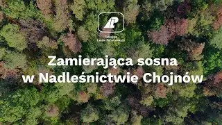 Zamierająca sosna w Nadleśnictwie Chojnów