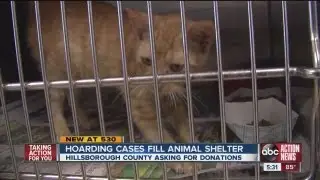 Hoarding cases fill animal shelter