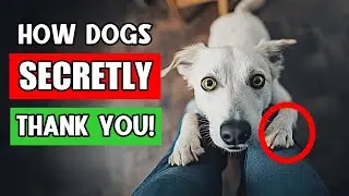 Your Dog&rsquo;s Secret &ldquo;Thank You&rdquo; Might Be Happening Right Now