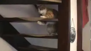 20100423172853.mpg