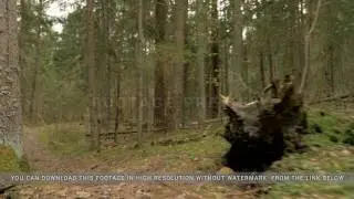 Pathway in the forest - flying camera shot