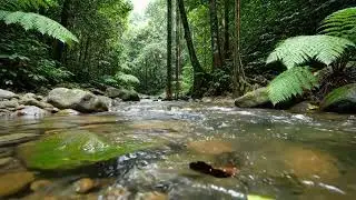 Crystal Clear River Flowing Deep in the Forest 🌿 | Natural Water Sounds for Deep Sleep & Relaxation