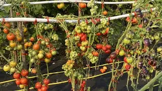 Люблю выращивать помидоры. Месяц спустя.