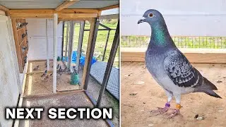 Pigeon Loft Upgrade (Pt 5 Section 2)