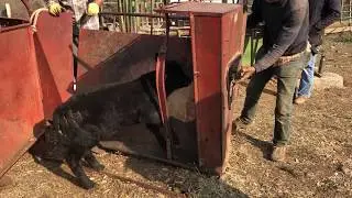 Branding, Tagging, Vaccinating and Castrating a Calf in Under a Minute and a Half